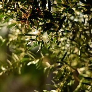 Olives